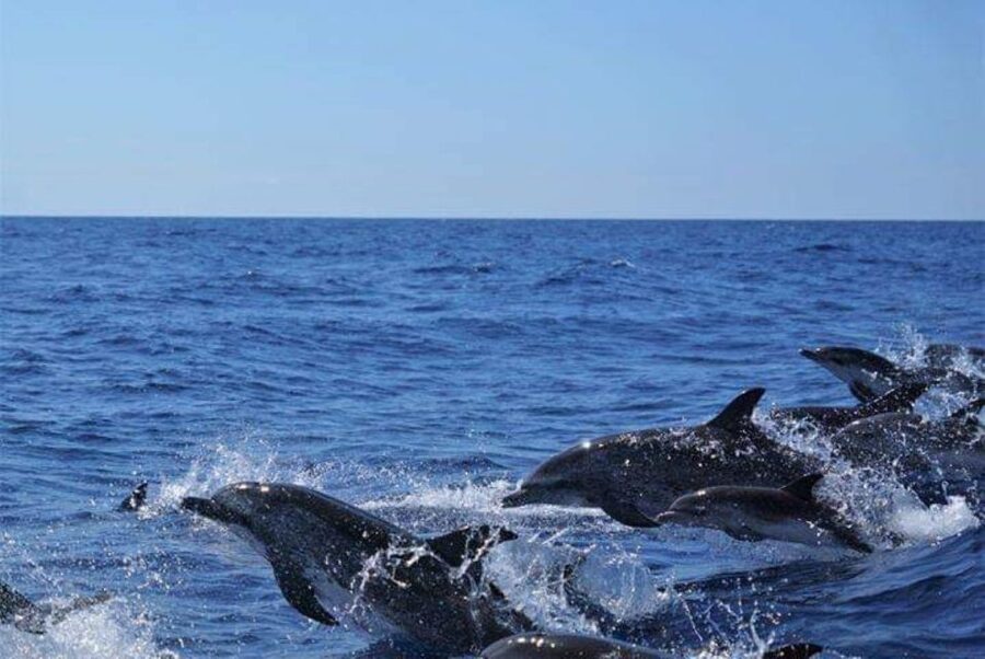 Madeira: Guaranteed Whales or Dolphins Watching Tour - The boat and the rules that keep wildlife behavior natural