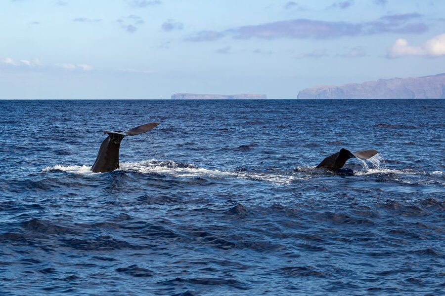 Madeira: Guaranteed Whales or Dolphins Watching Tour - Guides, spotters, and the kind of marine talk you actually want