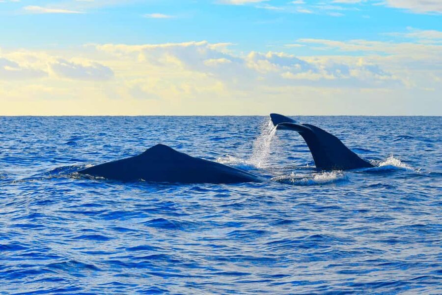Madeira: Guaranteed Whales or Dolphins Watching Tour - Handling the comfort reality: no food, motion, and timing