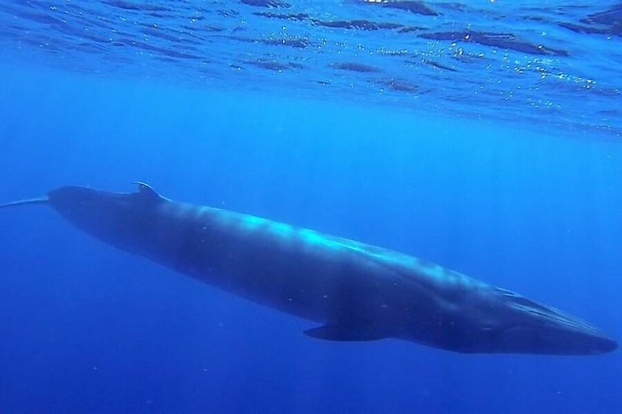 Madeira: Guaranteed Whales or Dolphins Watching Tour - Price and value: why $55 can still feel like a bargain in Madeira