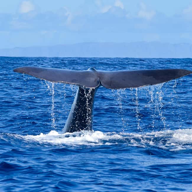 Madeira: Guaranteed Whales or Dolphins Watching Tour - Getting to Blue Safari Madeira in Funchal, without wasting time