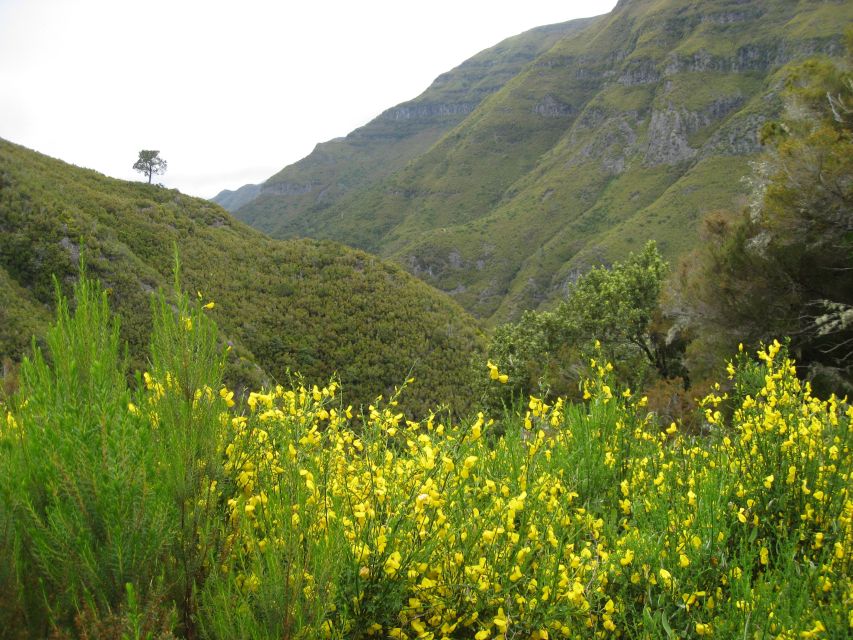 Madeira: Guided Full-Day Rabaçal Walk - Paúl da Serra to Rabaçal guesthouse: the day’s rhythm