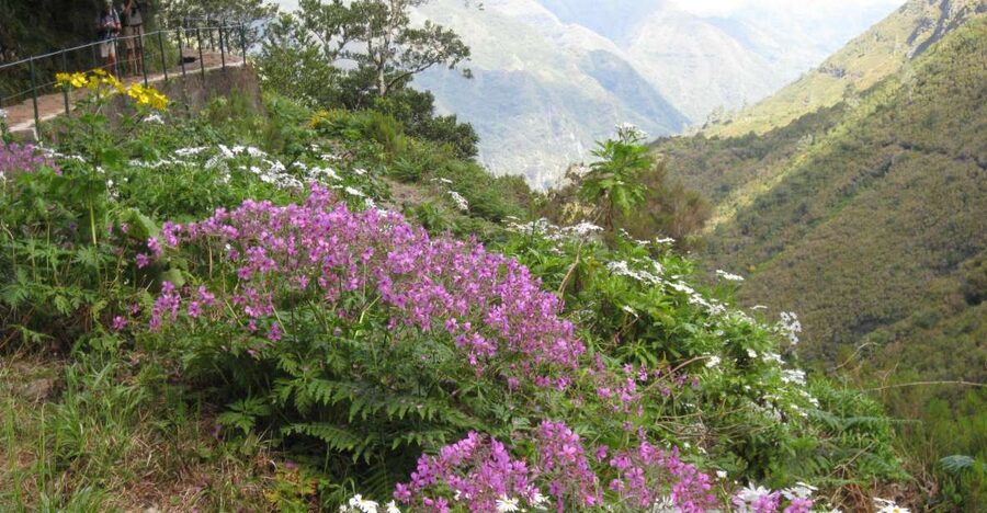 Madeira: Guided Full-Day Rabaçal Walk - Risco Waterfall: the first big payoff