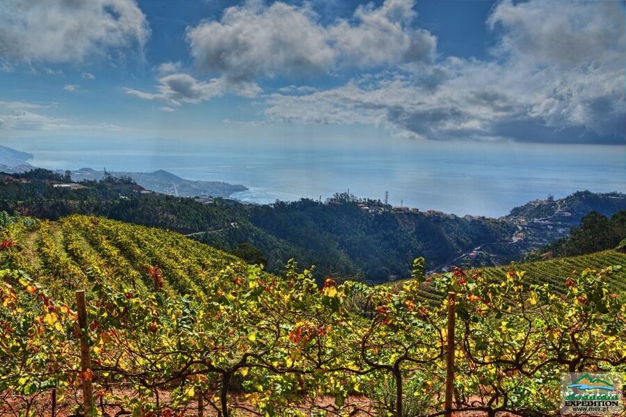 Madeira: Half-Day Nun's Valley and Sea Cliff Tour - Guide quality is the secret sauce, from Bruno to Braulio