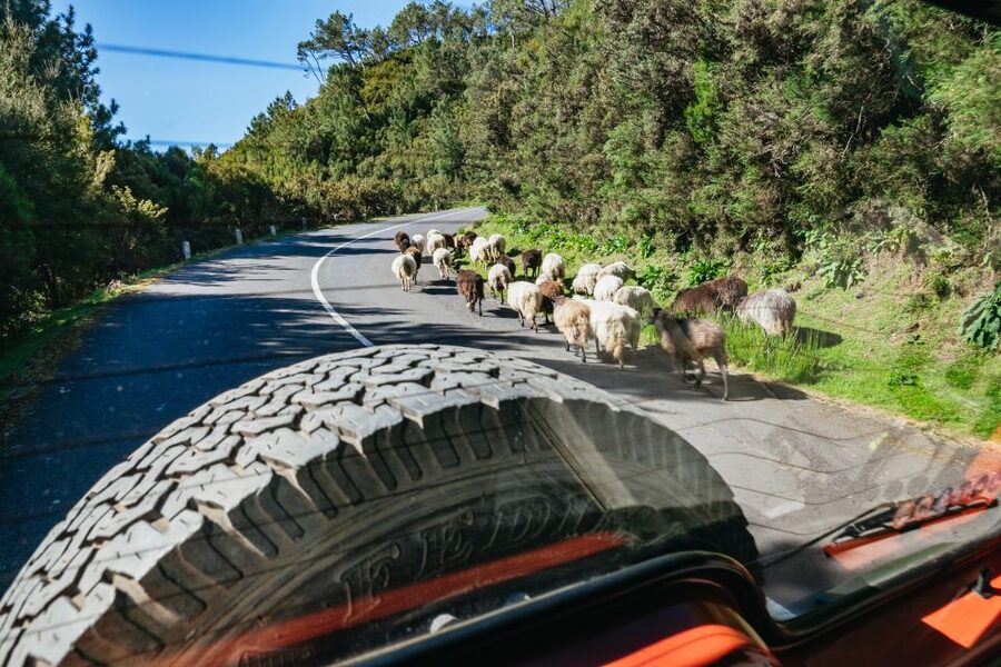 Madeira: Half-Day Pico Arieiro Jeep Tour - Off-Road in the Laurissilva Forest: More Than a Drive-By