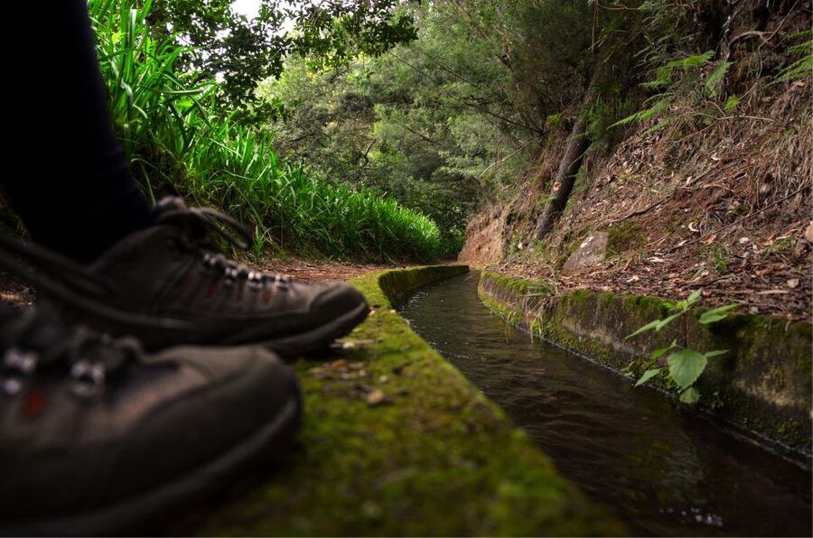 Madeira Island: Caldeirão Verde Levada Walk - Into Laurissilva: where the levada walk turns into a nature lesson