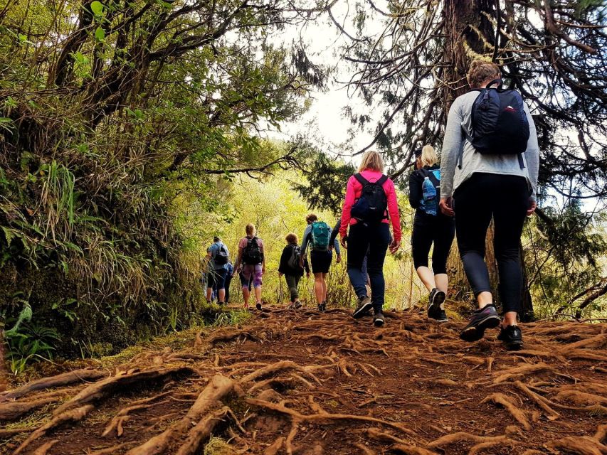 Madeira Island: Caldeirão Verde Levada Walk - Caldeirão Verde waterfall: what the 30-minute break really gives you