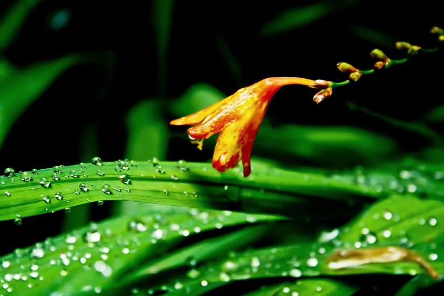 Madeira Island: Caldeirão Verde Levada Walk - Gear checklist that matches how this hike behaves