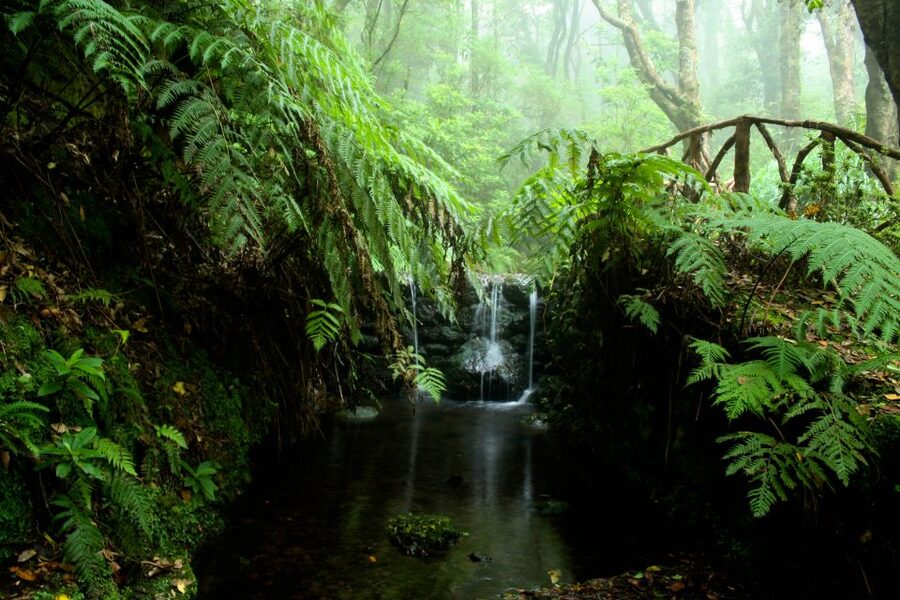 Madeira Island: Caldeirão Verde Levada Walk - Price and value: what $54 buys, plus the 3€ trail fee
