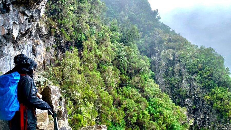 Madeira: Jungle Fever Levada Caldeirao Verde Hike Santana - Who should book this hike, and who should skip it