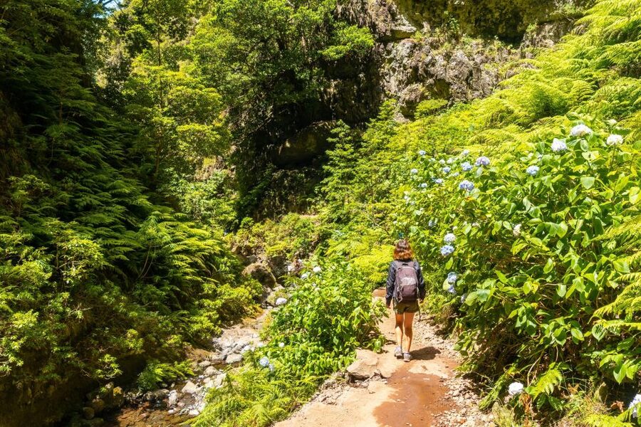 Madeira: Jungle Fever Levada Caldeirao Verde Hike Santana - What you get for about $74, and why it feels like value