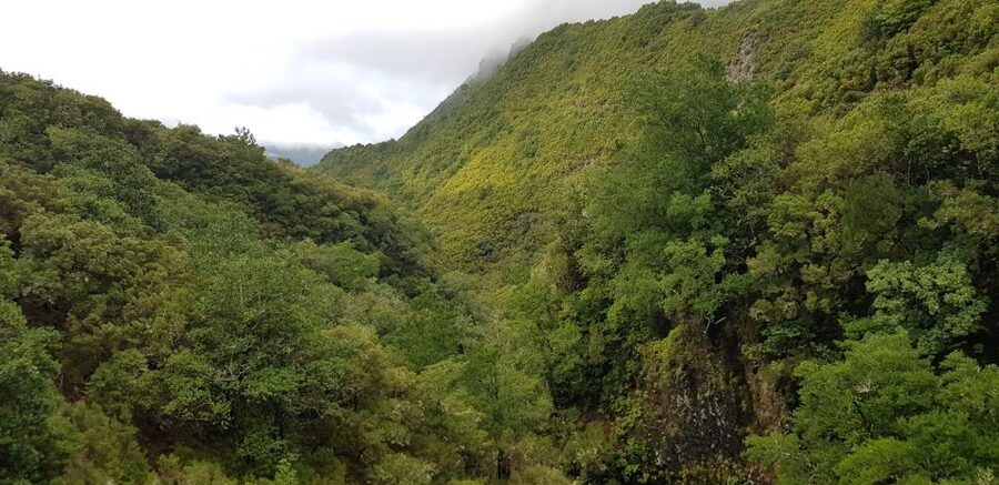 Madeira: Mountain Walk with Lagoon and Waterfalls - The lagoon finale: 25 waterfalls into one pool, and the reality of crowds