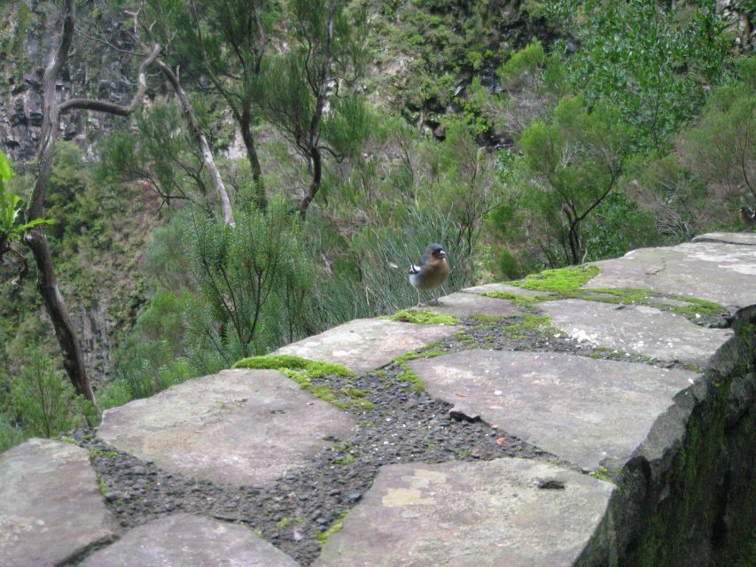 Madeira: Mountain Walk with Lagoon and Waterfalls - What to bring for Madeira weather and a wet, slippery trail