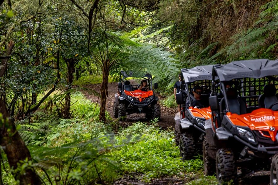 Madeira: Off-Road Buggy Adventure Through Laurissilva Forest - A Reset at Casa das Funduras: Forestry History in the Middle of the Trees