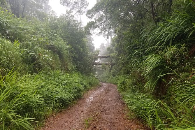 Madeira Off-Road Tours - Santana and Pico do Areeiro: high altitude views plus UNESCO Laurissilva