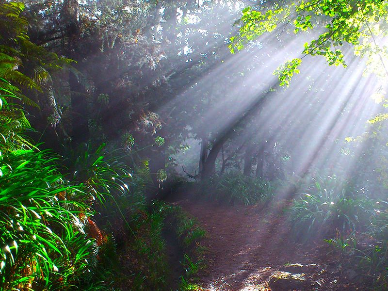 Madeira: Paradise Valley Levada Walk - Key highlights I’d put on your short list