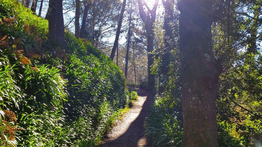 Madeira: Paradise Valley Levada Walk - Where food fits in: snacks and local fruit nearby
