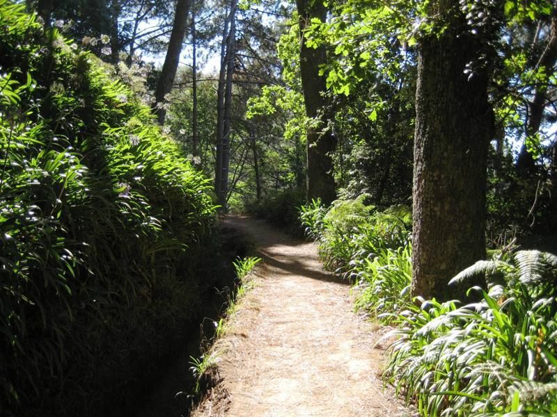 Madeira: Paradise Valley Levada Walk - A hidden forest walk that actually feels hidden