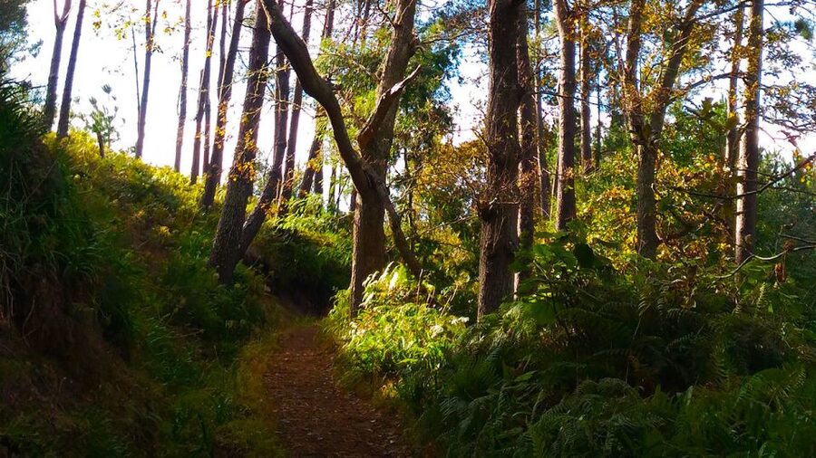 Madeira: Paradise Valley Levada Walk - Camacha from above, plus a change in perspective