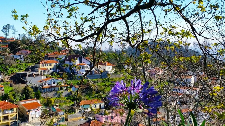 Madeira: Paradise Valley Levada Walk - Pace and terrain: easy and relaxed, but plan for the cooler valley