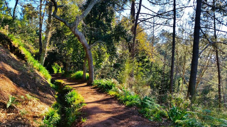 Madeira: Paradise Valley Levada Walk - What your guide adds (and why it matters more than you think)