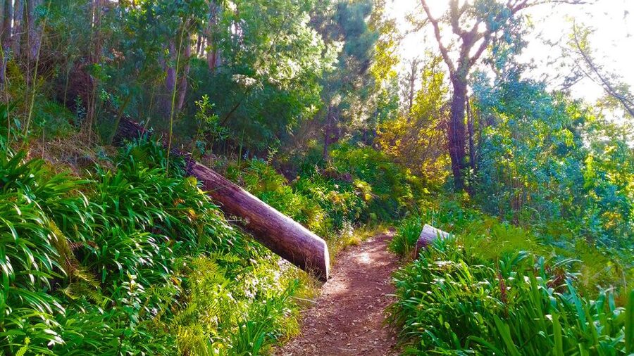 Madeira: Paradise Valley Levada Walk - Price and value: is $38 worth it?