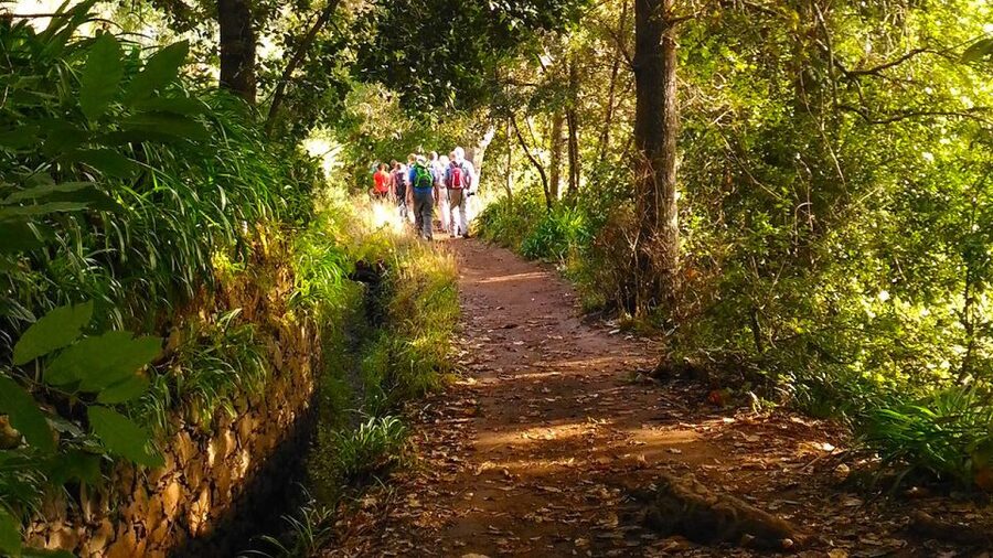 Madeira: Paradise Valley Levada Walk - The 4-hour flow: hike toward Rochão with nature breaks