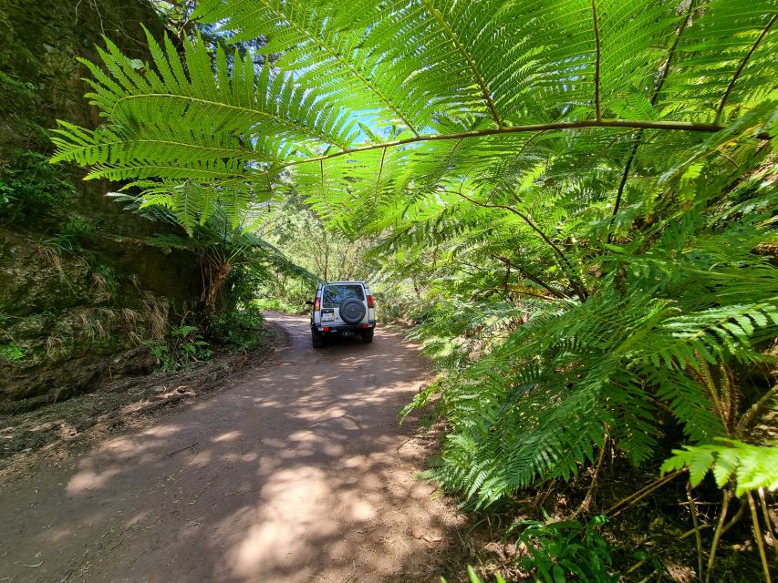 Madeira: Picturesque Peaks and Skywalk private 4x4 Jeep tour - The Farming Texture: Banana Plants, Vineyards, and Vegetables