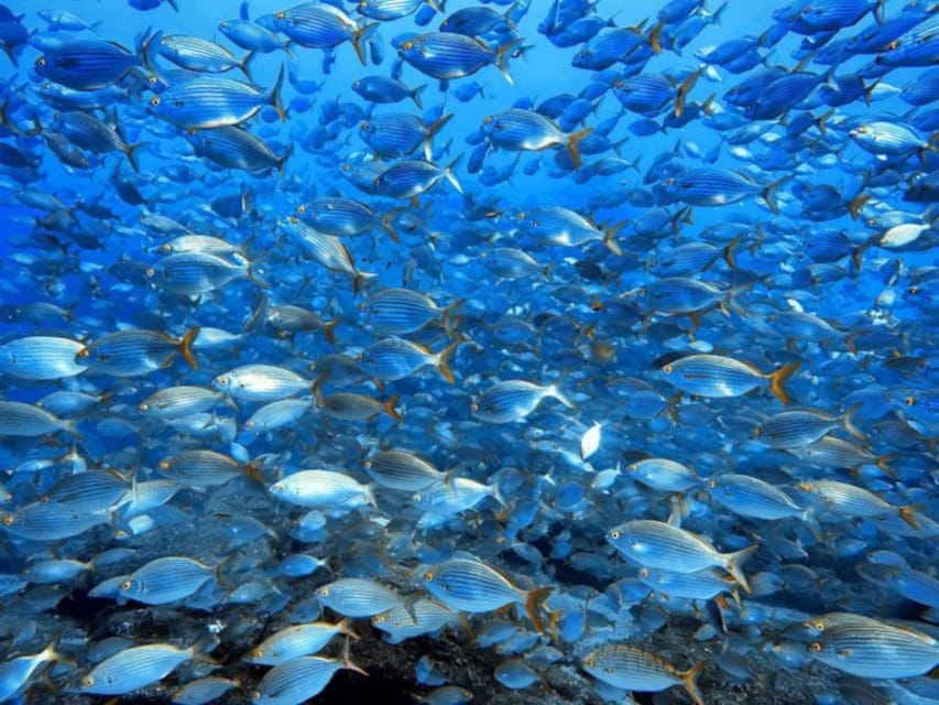 Madeira, Ponta São Lourenço: Scuba Diving for Beginners - Best fit: who should book this beginner underwater training