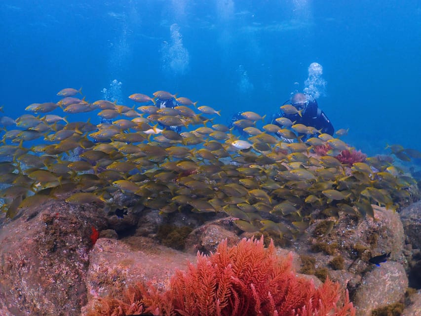 Madeira, Ponta São Lourenço: Scuba Diving for Beginners - Your ocean session at up to 12 meters: what you’ll likely see
