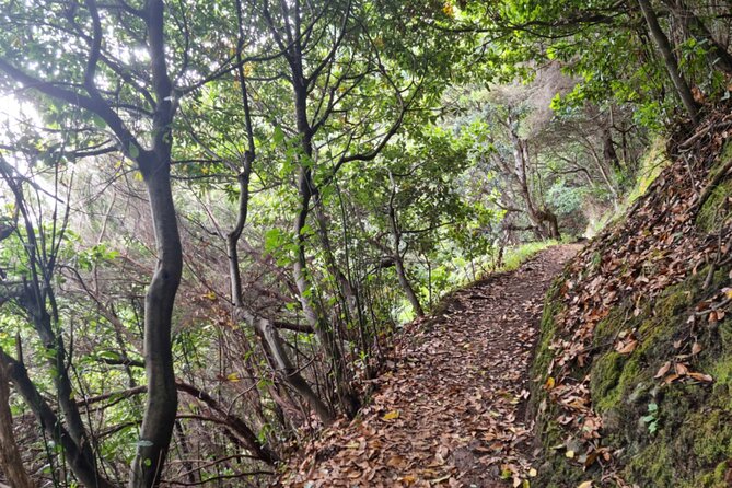 Madeira Porto da Cruz to Machico Self Hiking Tour with Transfer - Getting route-ready on the trail: instructions plus digital maps