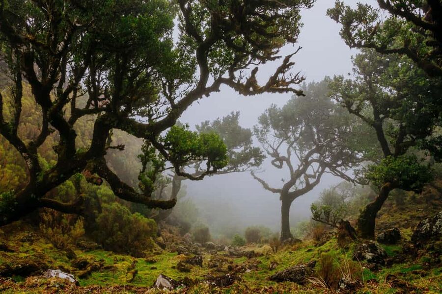 Madeira: PR 18 - Levada do Rei Hike Transfer - Key Highlights Worth Your Time