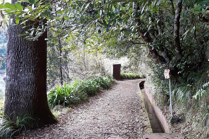 Madeira: Private 1.5-Kilometer Levada dos Balcões Hike PR11 - Stop 1, Ribeiro Frio to Balcões: Forest Walk and Bird Chances