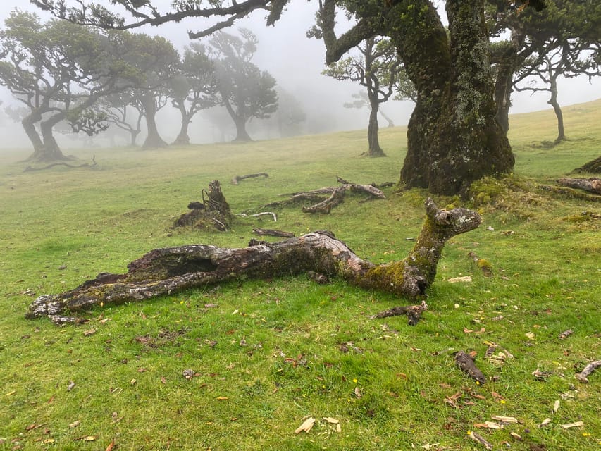 Madeira private 4x4 tour: North-West Coast - Key Points To Know Before You Go