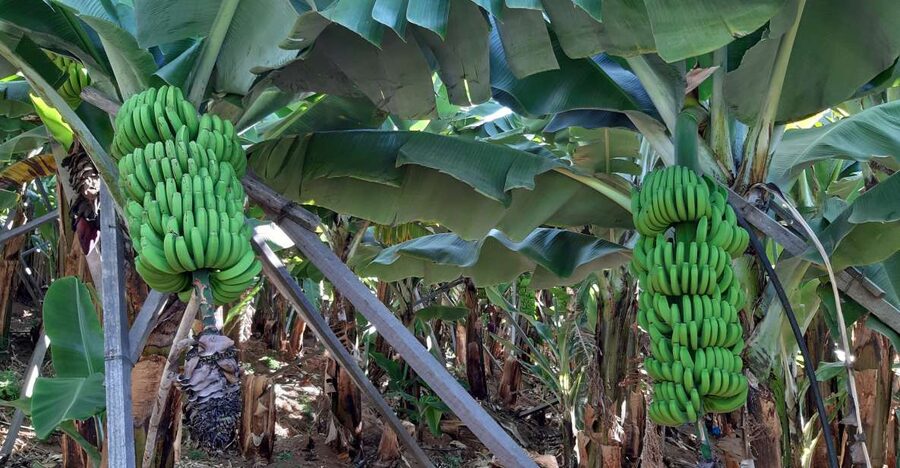 Madeira: Private Banana Farm Tour with Pickup - Key highlights to look for