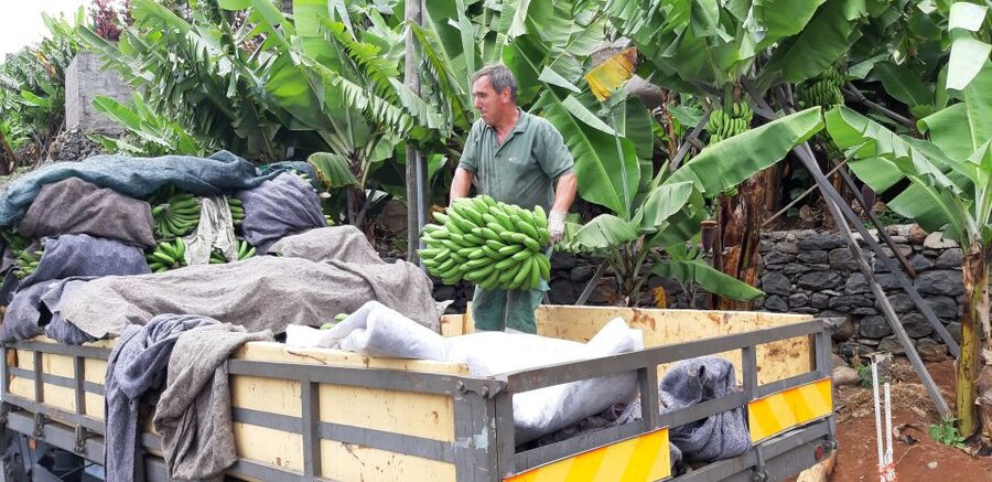 Madeira: Private Banana Farm Tour with Pickup - Madeira banana farms, and why this tour makes sense