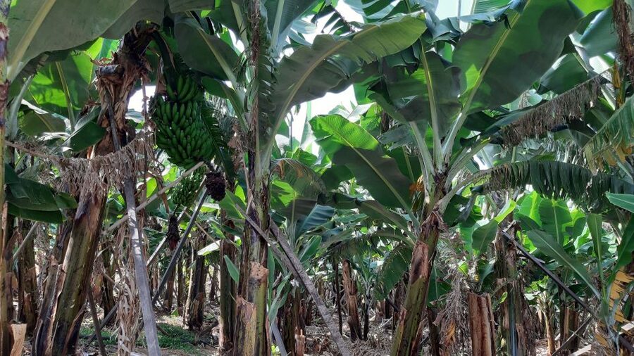 Madeira: Private Banana Farm Tour with Pickup - The banana farm visit: seeing growth stages, not just rows of plants