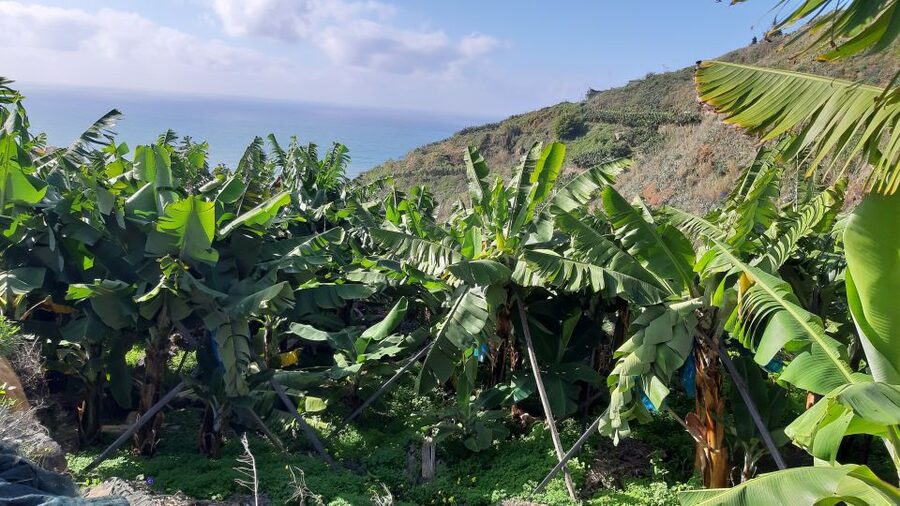 Madeira: Private Banana Farm Tour with Pickup - RG3 viewpoint over Funchal: a scenic close that helps you place the island