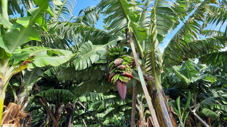 Madeira: Private Banana Farm Tour with Pickup - Price and value: is $212 per group worth it?
