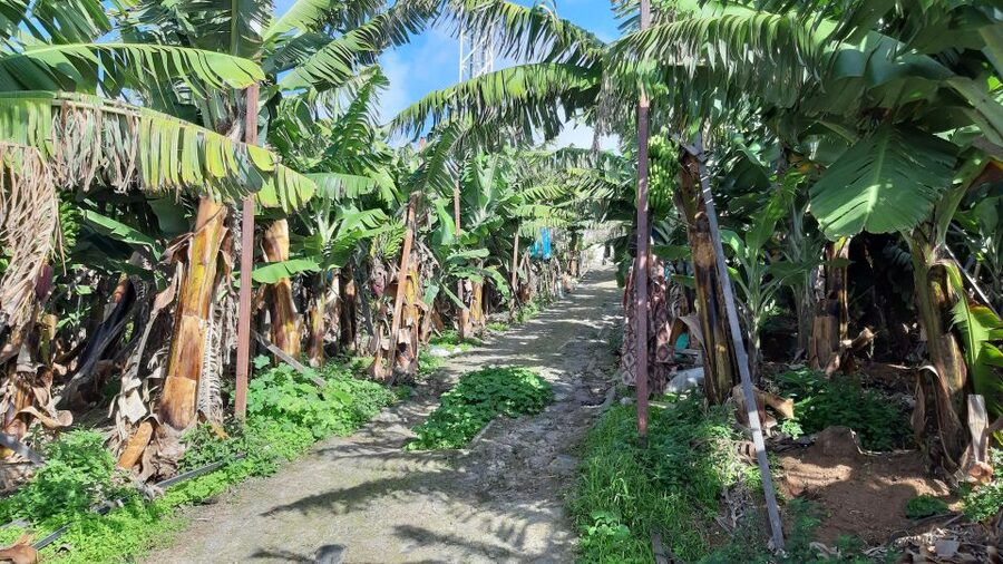 Madeira: Private Banana Farm Tour with Pickup - What to bring, and how the weather affects your plan