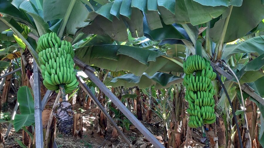 Madeira: Private Banana Farm Tour with Pickup - Pickup and timing: where the tour starts (and what to watch)