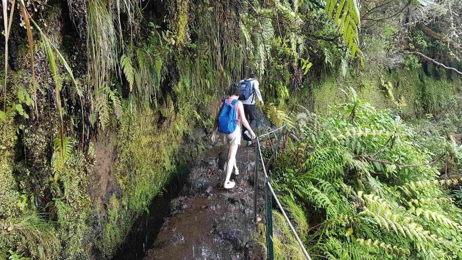 Madeira: Private Guided Levada Caldeirão Verde Walk PR9 - Why the Trail Stays Interesting: Water in Three Forms