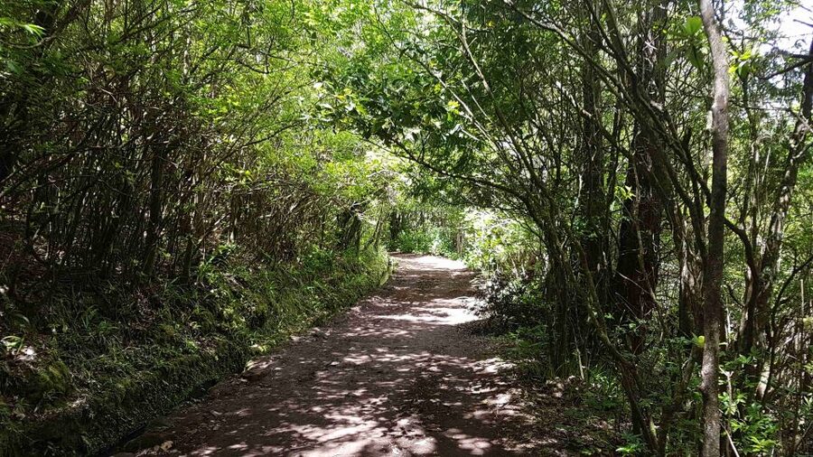 Madeira: Private Guided Levada Caldeirão Verde Walk PR9 - São Jorge Views and the Madeira Laurissilva Atmosphere