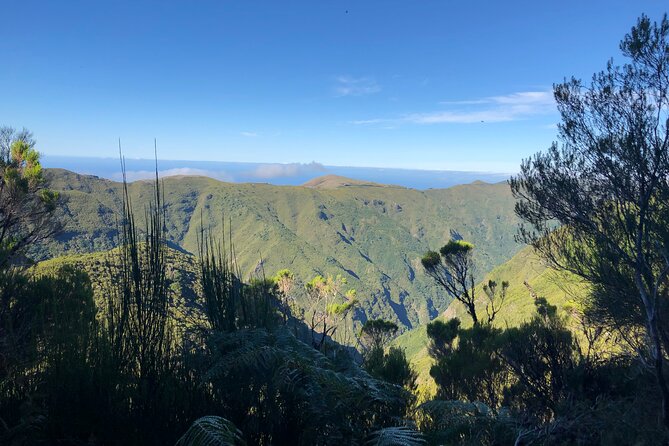Madeira: Private Guided Walk Vereda Fanal PR13 - Private Pickup from Funchal, Then a Comfortable Start