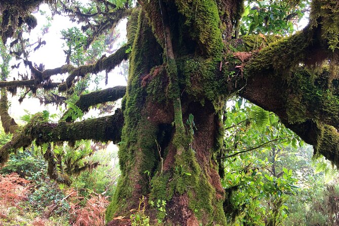 Madeira: Private Guided Walk Vereda Fanal PR13 - Cedar, Forest Shade, and How the Walk Stays Interesting