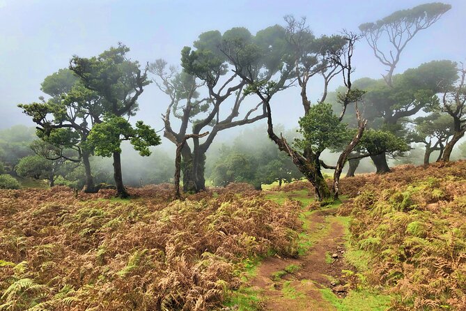 Madeira: Private Guided Walk Vereda Fanal PR13 - Ribeira da Janela Viewpoints: The Payoff Stops