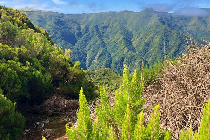 Madeira: Private Guided Walk Vereda Fanal PR13 - The Role of Richard and Why a Private Guide Matters