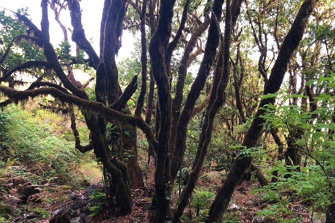 Madeira: Private Guided Walk Vereda Fanal PR13 - Timing, Fitness, and the Real-World Weather Plan
