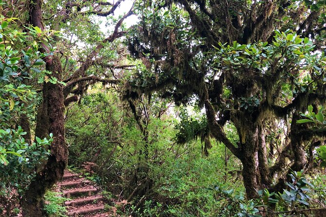 Madeira: Private Guided Walk Vereda Fanal PR13 - Price and Value: Is $104.11 Worth It?