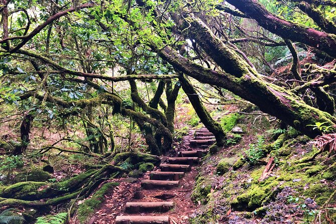 Madeira: Private Guided Walk Vereda Fanal PR13 - Paul da Serra and the Levada Side: Where the Nature Portion Happens